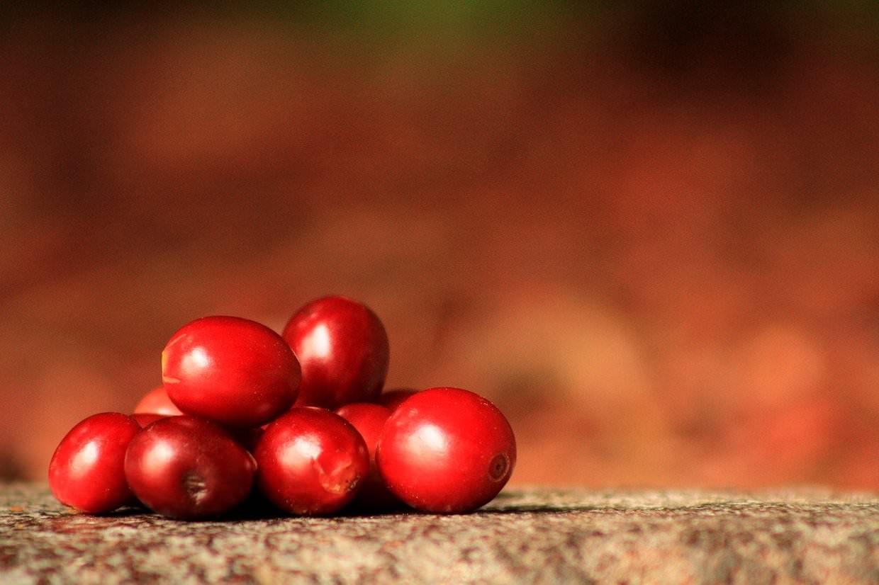 coffee fruit