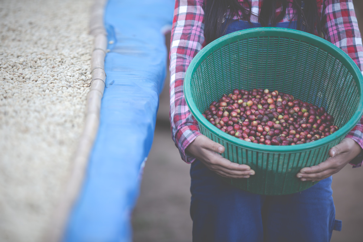 farmers who grow women are happy dry coffee beans